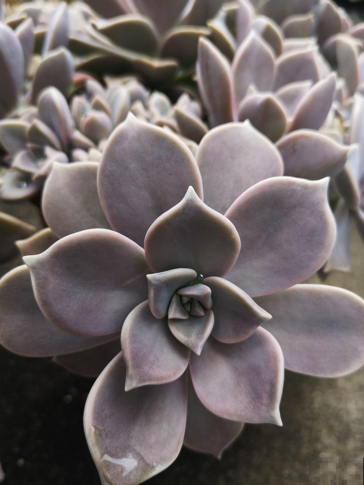 买了一盆冬美人，邻居说是胧月，真的太难区分了