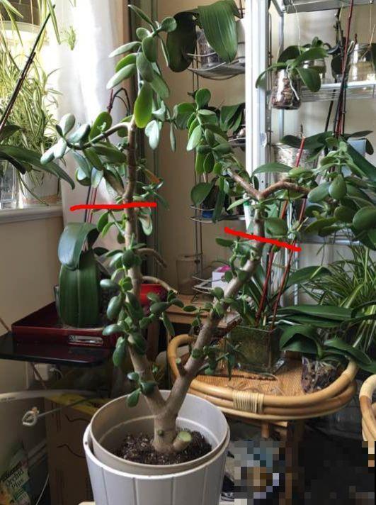 7种花要赶紧砍头,一头变多头,长得是真旺 7种花要赶紧砍头,一头变多头,长得是真旺