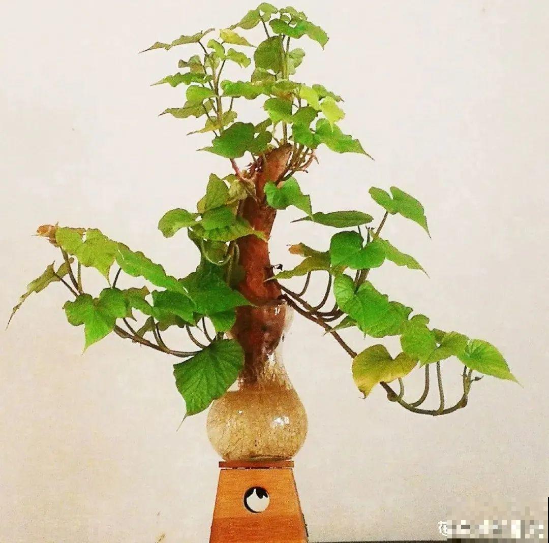 玉米棒子插水里，比绿植长得快，长成清新小盆栽