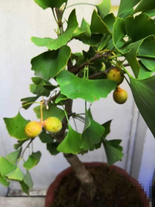 这些花当盆景能增值，越老越值钱，赶紧多种几盆！