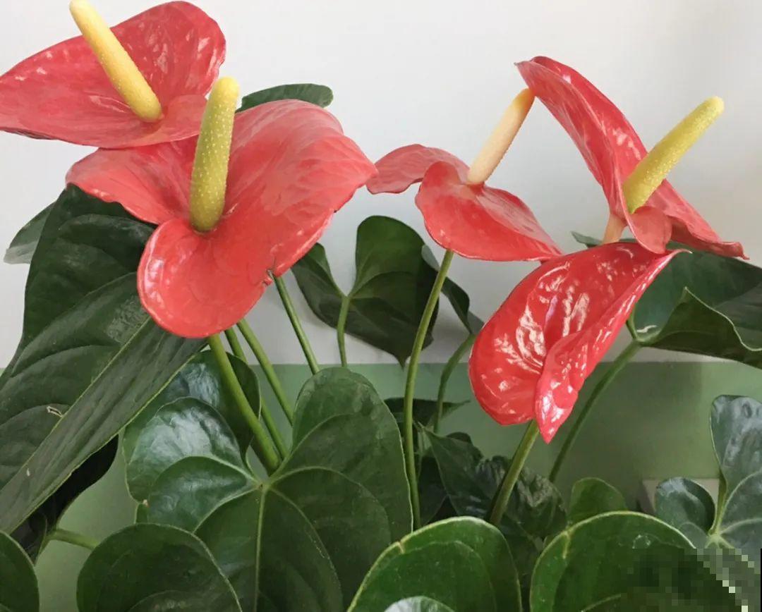 夏天怕晒的花,赶紧搬到阴凉地儿,再晒成枯杆了 夏天怕晒的花,赶紧搬到阴凉地儿,再晒成枯杆了