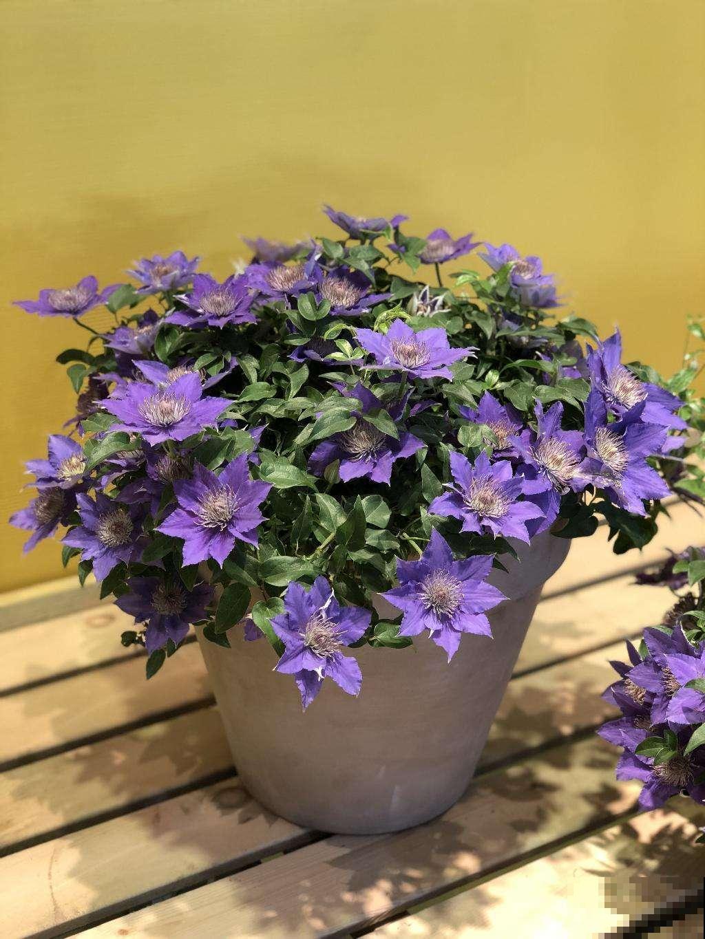 这5种花放阳台，一不小心爬到邻居家去，拦都拦不住！