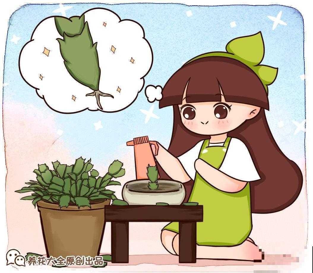 纸巾也有妙用，用来扦插，枝条迅速生根！