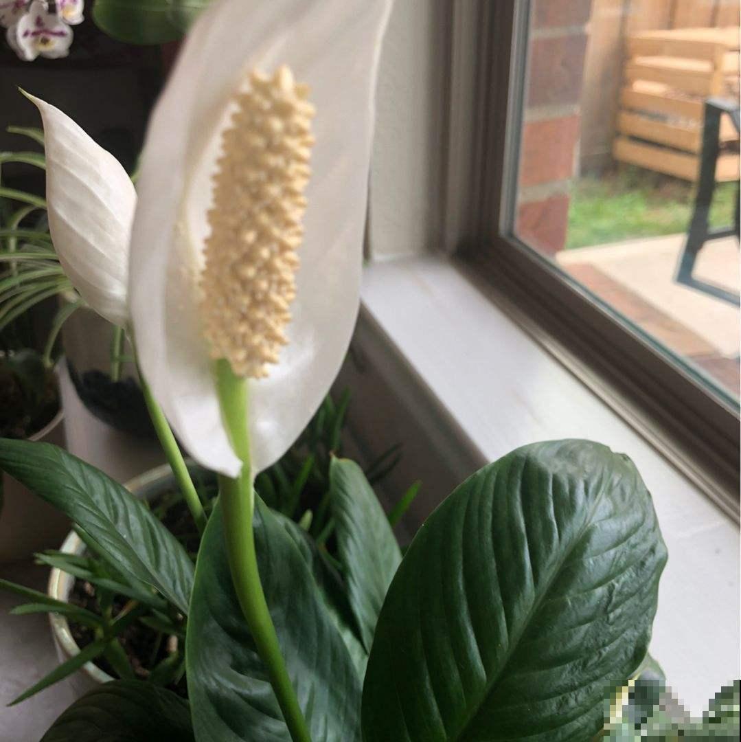 选耐阴花看看这5样，养家里寓意好，阴暗处也照样开花