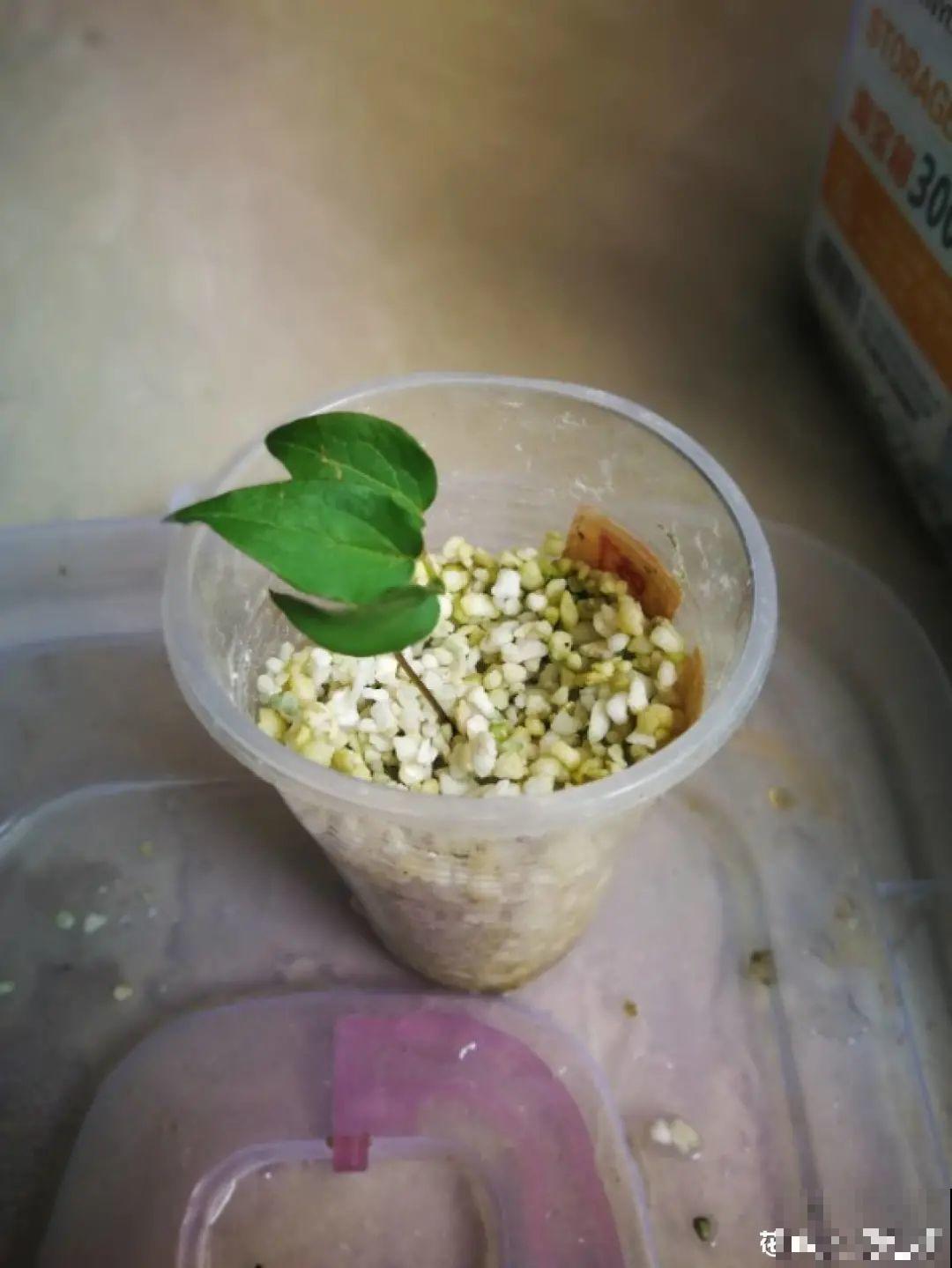 难度夏的8种花，赶紧扦插备份，再晚只剩盆了