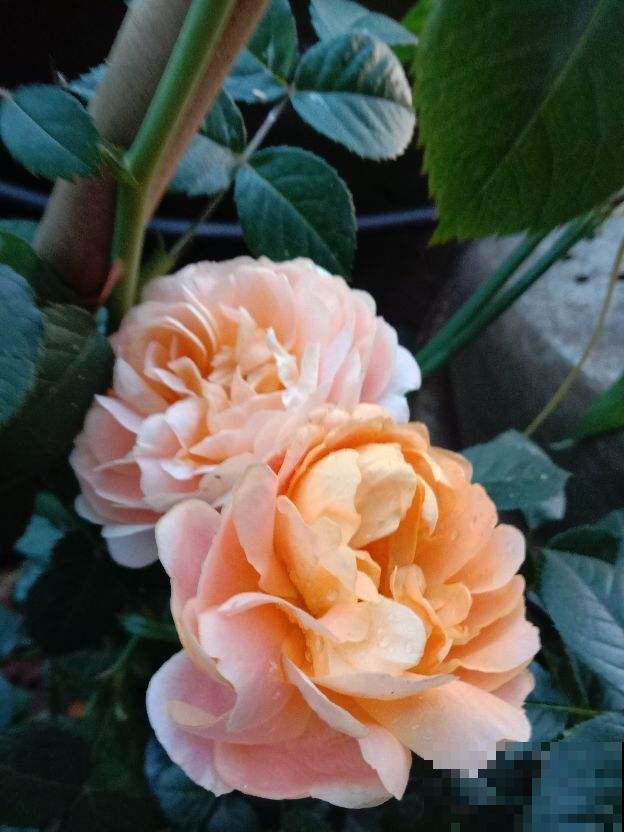 月季的水培技巧，轻松养出花来，这下水中也能“捞月”了！