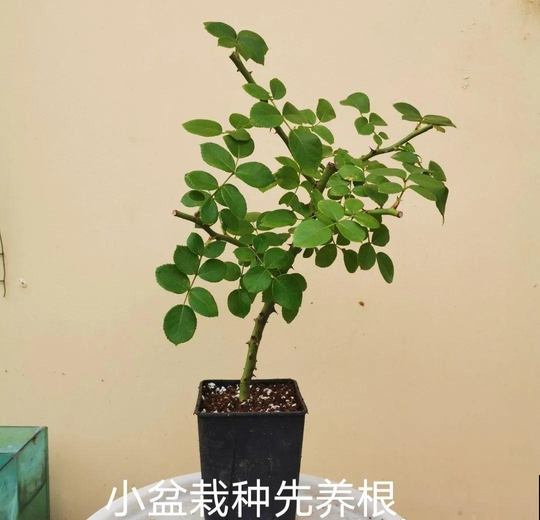 春天的大粗杆子，直接插土里，很快就生根