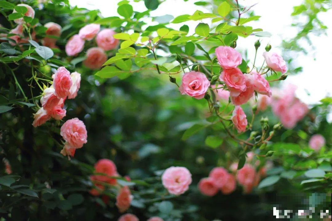自己建个花园，希望能有一块地，安静思考，静静赏花