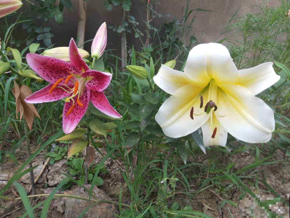 有的花需要穷养，有的花需要富养，选择合适的养花方法，才是关键