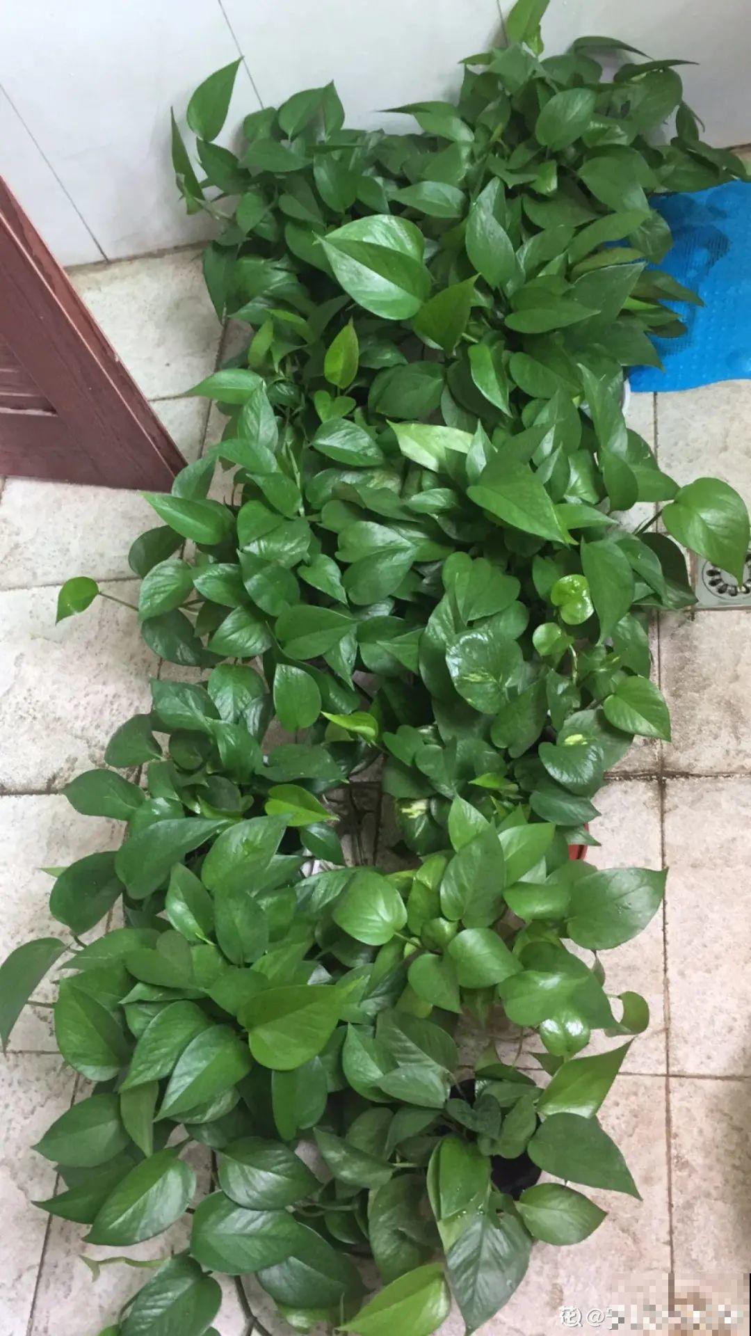 6种花夏天扦插,枝条剁8段、撒土里,3岁小孩都能插活! 6种花夏天扦插,枝条剁8段、撒土里,3岁小孩都能插活!