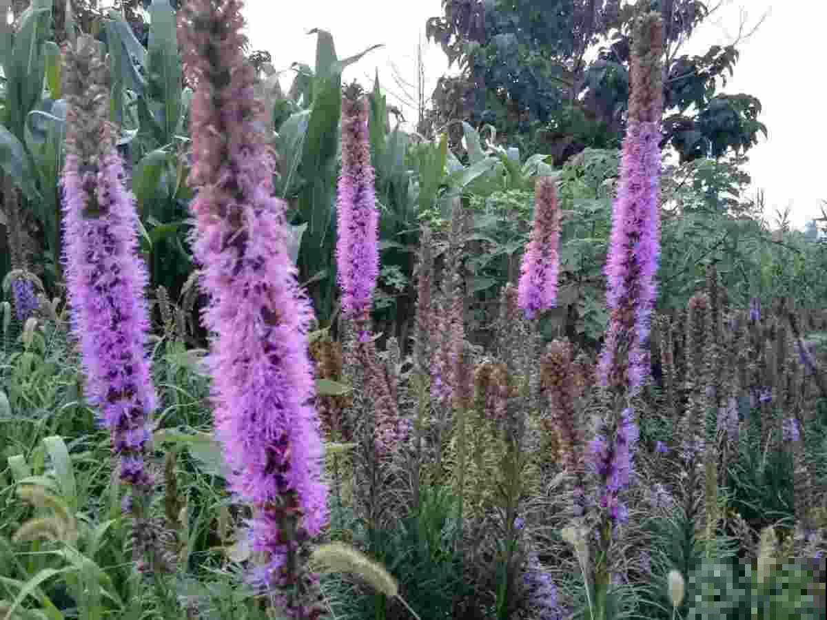 庭院里养些直立植物，院子层次感增强，搭配起来更好看