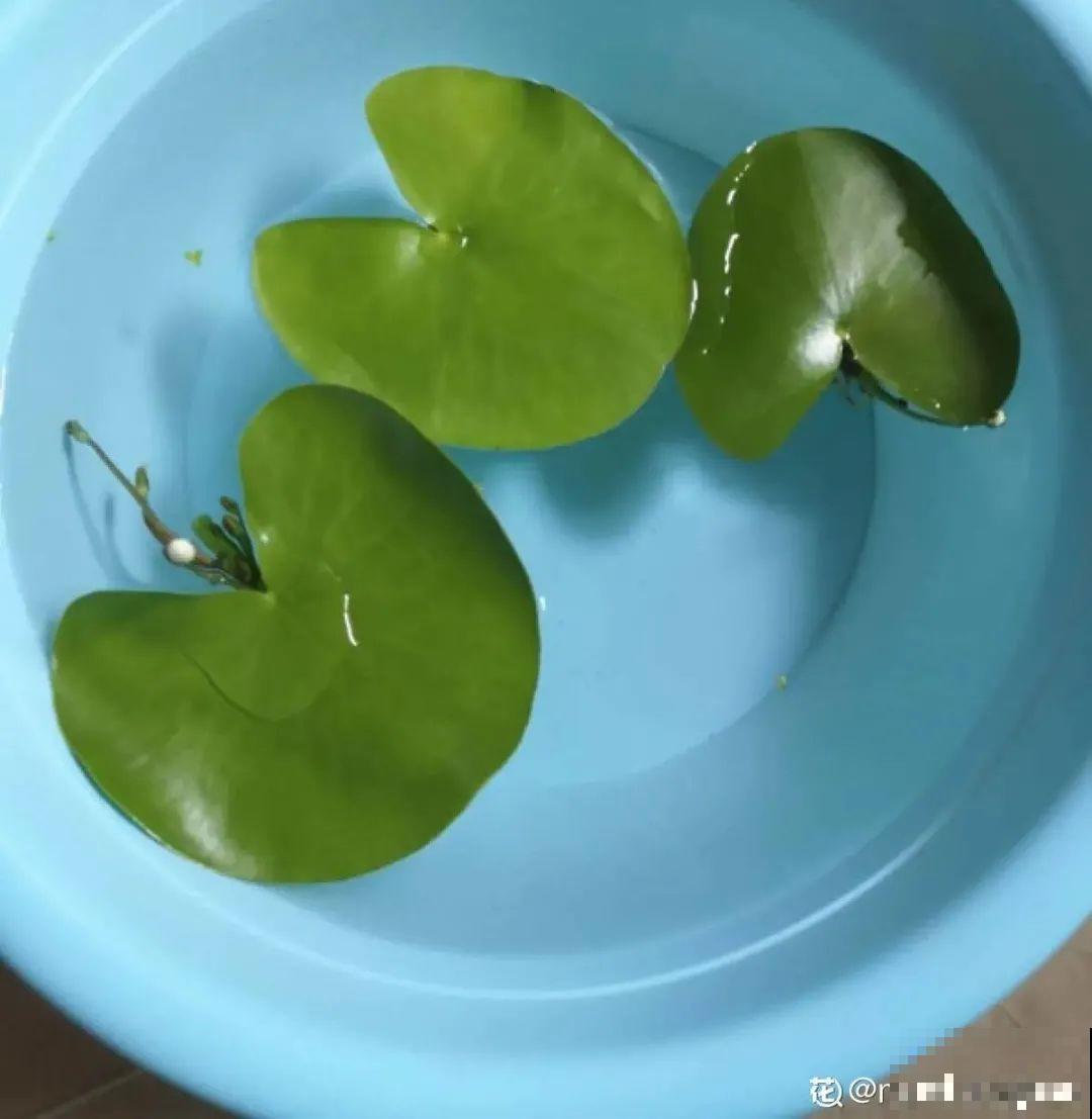 12种花真是太能生，叶子沾土就生根，实在太好活