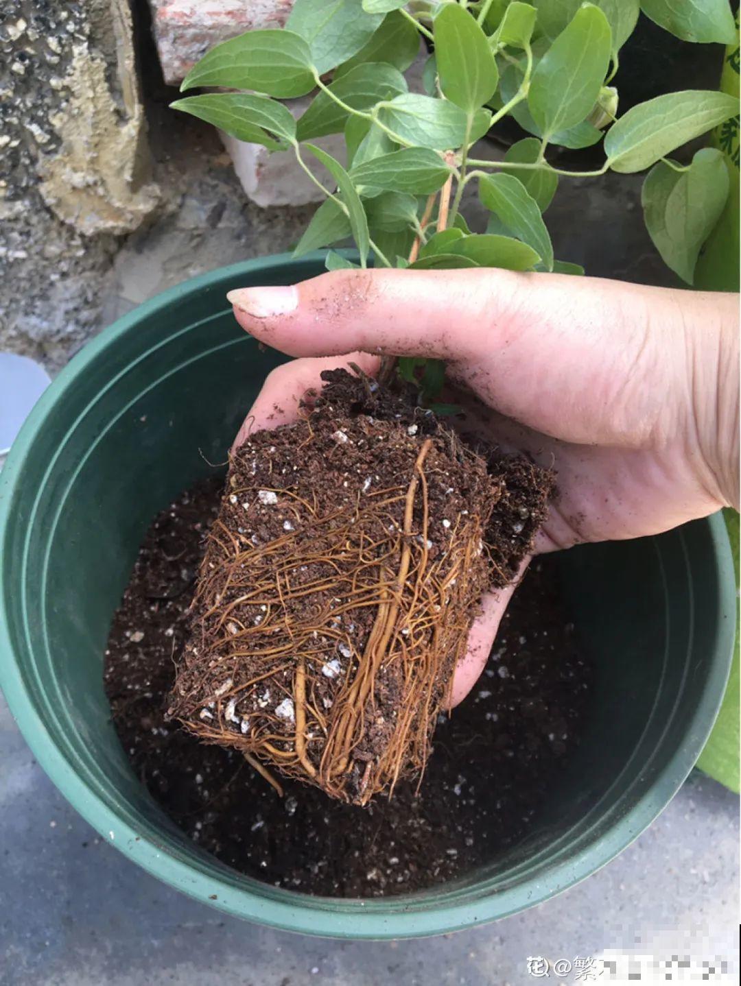 9种花是富贵命,必须大盆养,小盆养会憋死 9种花是富贵命,必须大盆养,小盆养会憋死