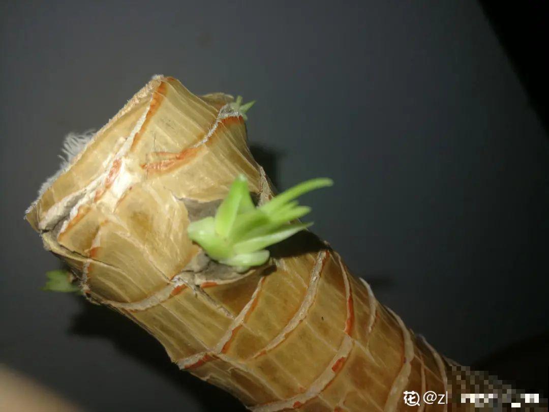 7种花要赶紧砍头,一头变多头,长得是真旺 7种花要赶紧砍头,一头变多头,长得是真旺