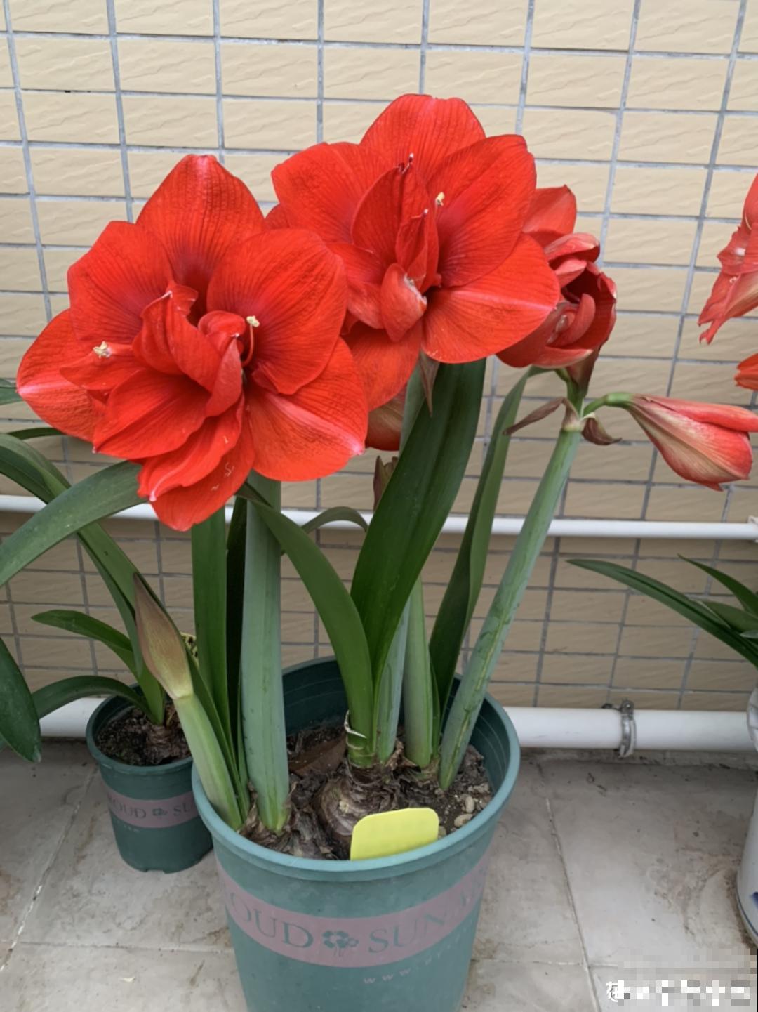 植物长了个大肚子，超级耐旱，一个月不浇水也死不了