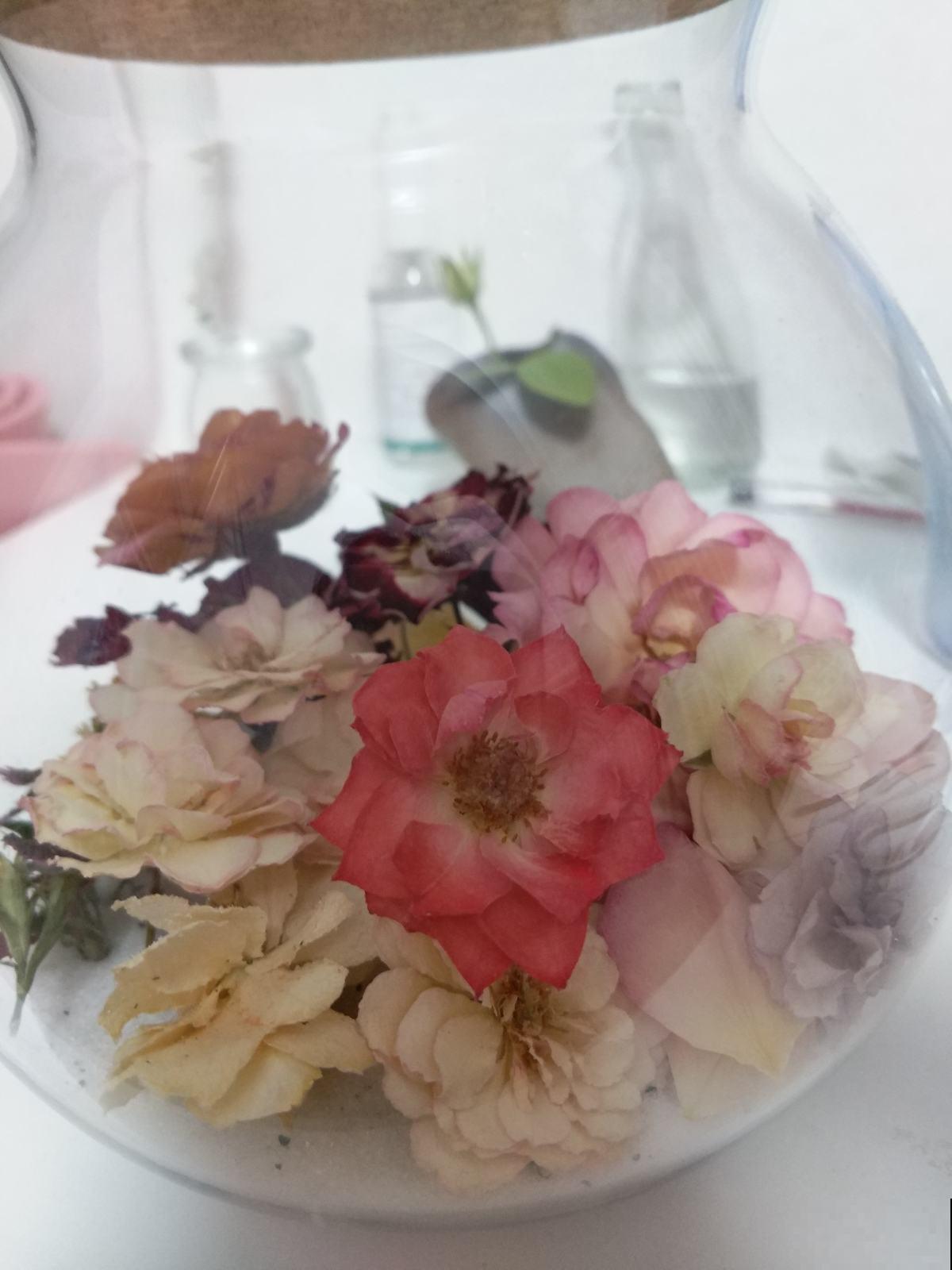 在家做个玻璃生态缸，各种植物随心养，自己就能活！