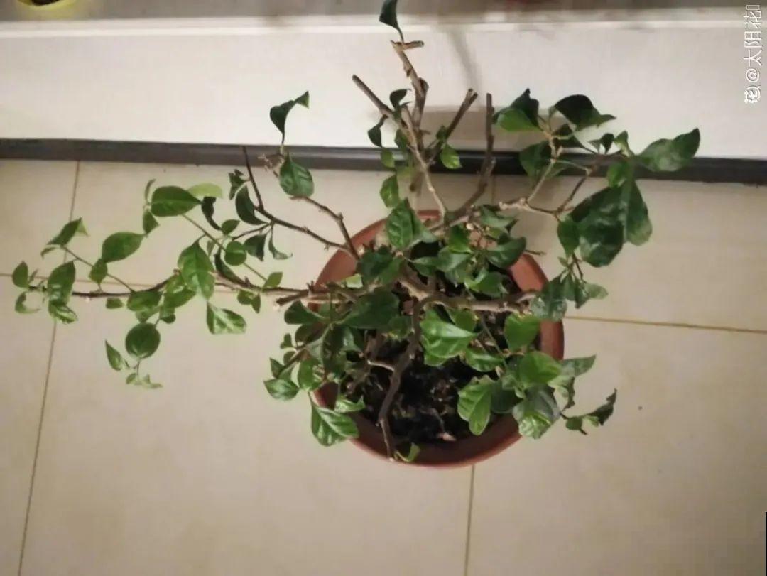三角梅长不好?赶紧给它摘叶子,摘得越干净,长得越好 三角梅长不好?赶紧给它摘叶子,摘得越干净,长得越好