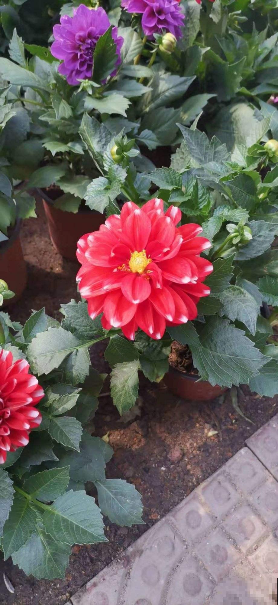 大丽花实用种植技巧，现在教你，年年花开不断！