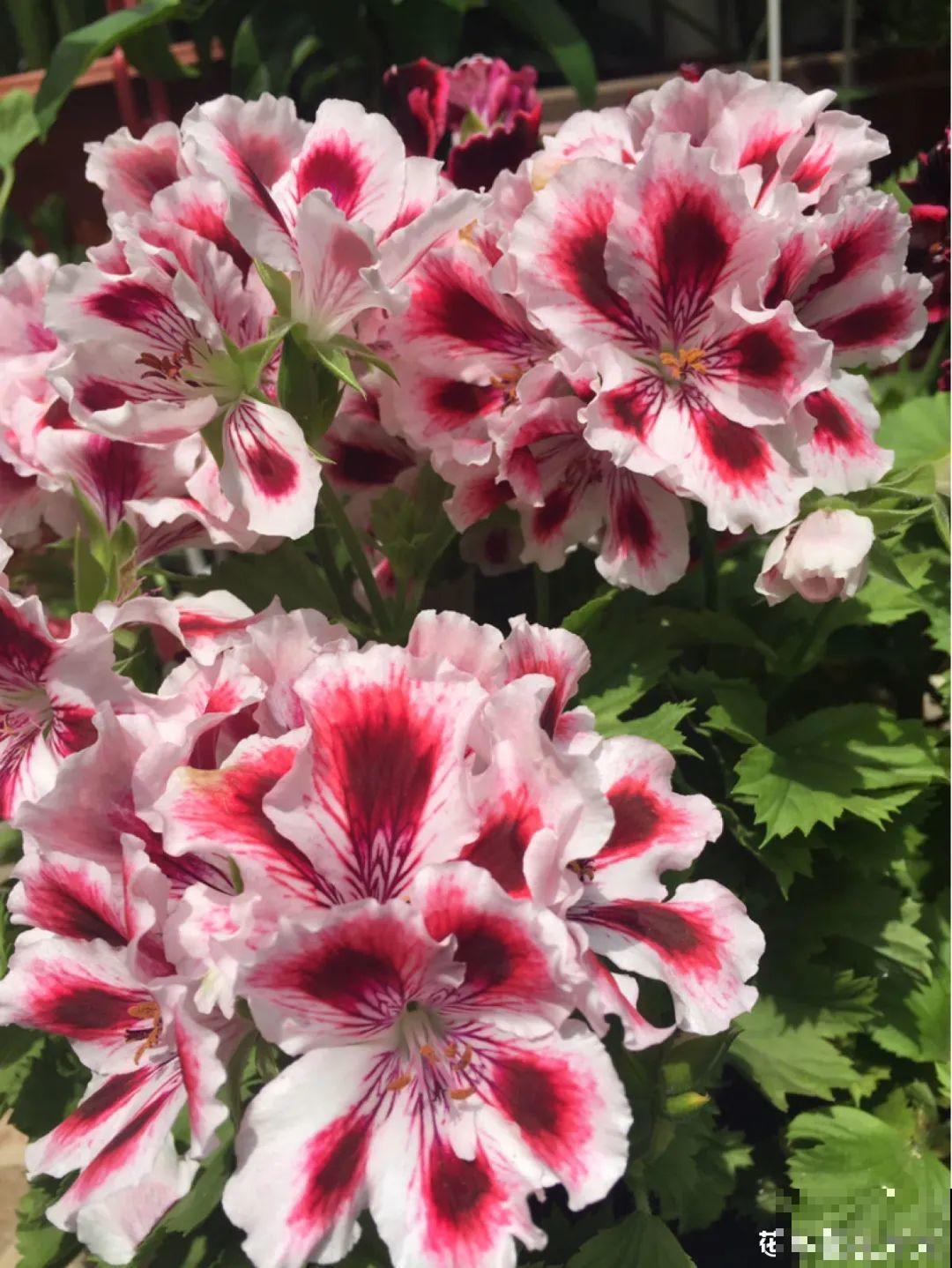 垂吊天竺葵,1年能开上百天,好养不占地儿 垂吊天竺葵,1年能开上百天,好养不占地儿