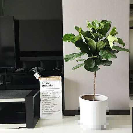 路边常见的几种花，养在花盆里也好看，颜值不是一般的高