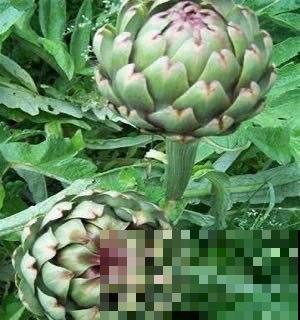 路边没人要的野花,外国人当成菜吃,味道有些奇怪 路边没人要的野花,外国人当成菜吃,味道有些奇怪