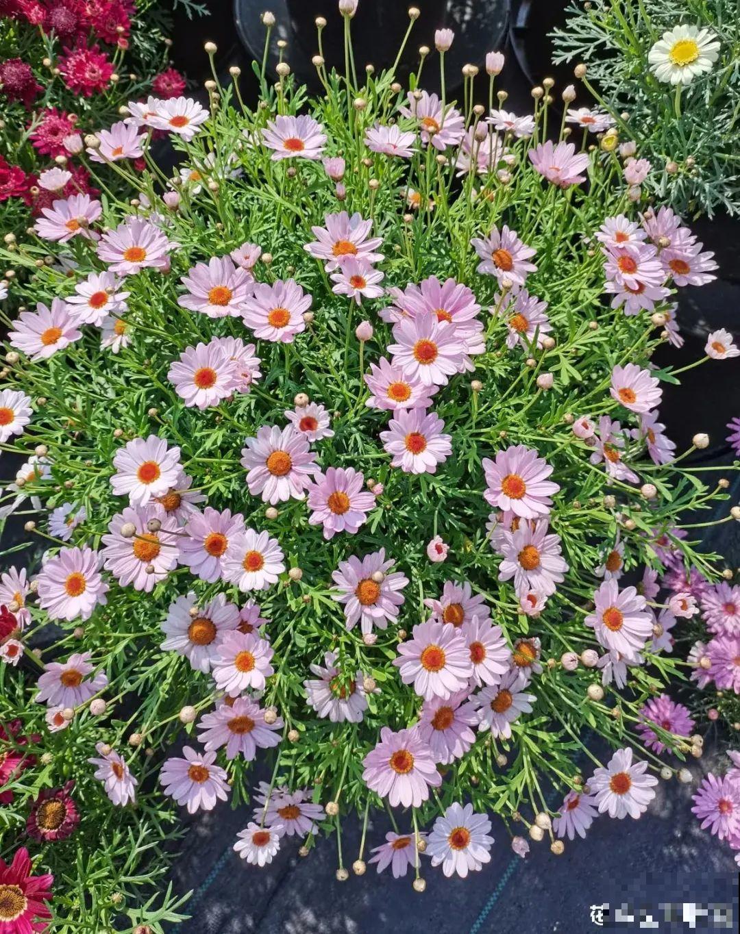 天热了,8种花要休眠,要少浇水 天热了,8种花要休眠,要少浇水