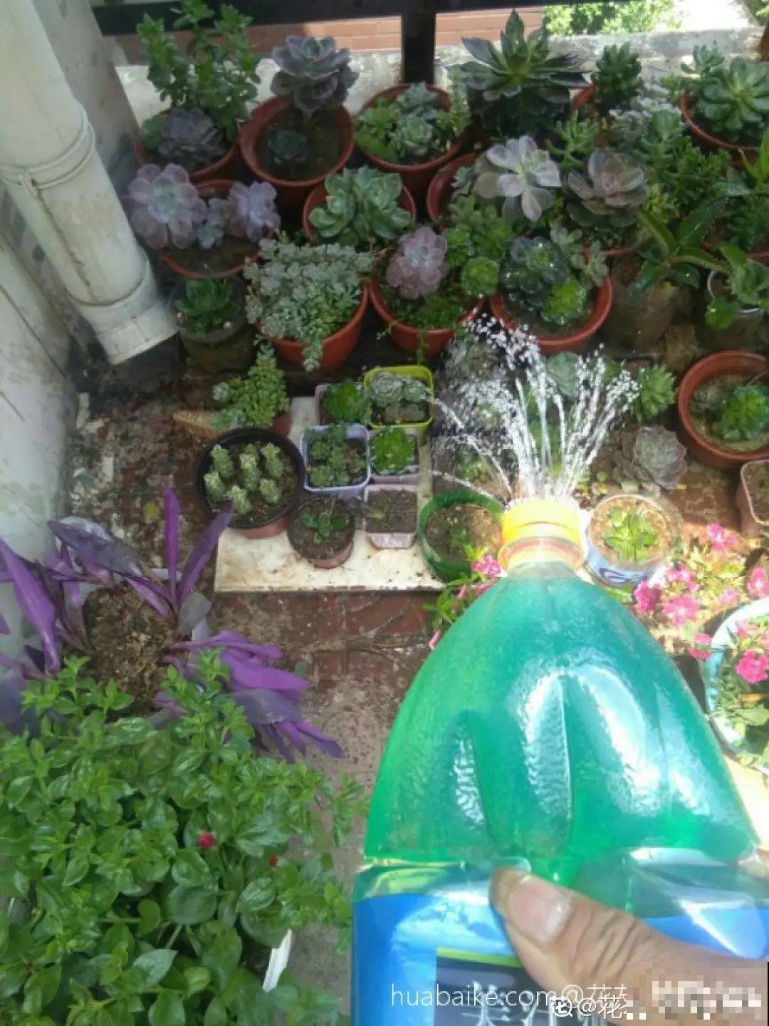 养多肉不用买花盆,只需一些水泥,自己就能DIY做花盆 养多肉不用买花盆,只需一些水泥,自己就能DIY做花盆