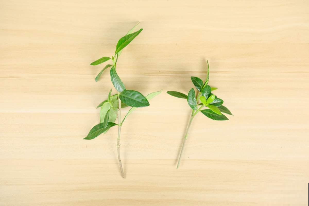 教你两招扦插方法，新手就能用，迅速长出大白根！