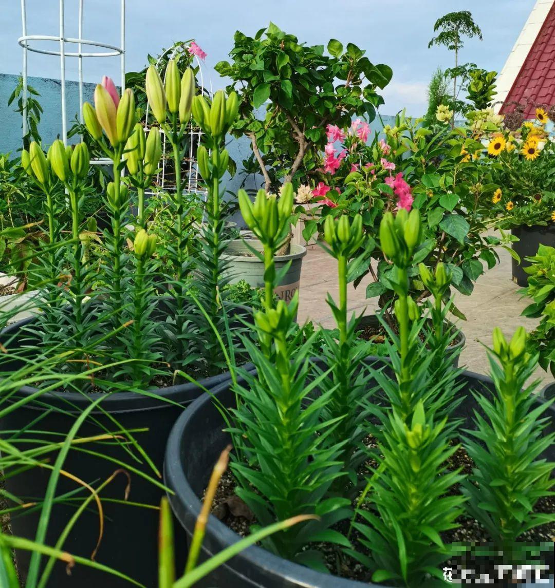 牡丹就得大花盆养，不然营养不够，很难开花