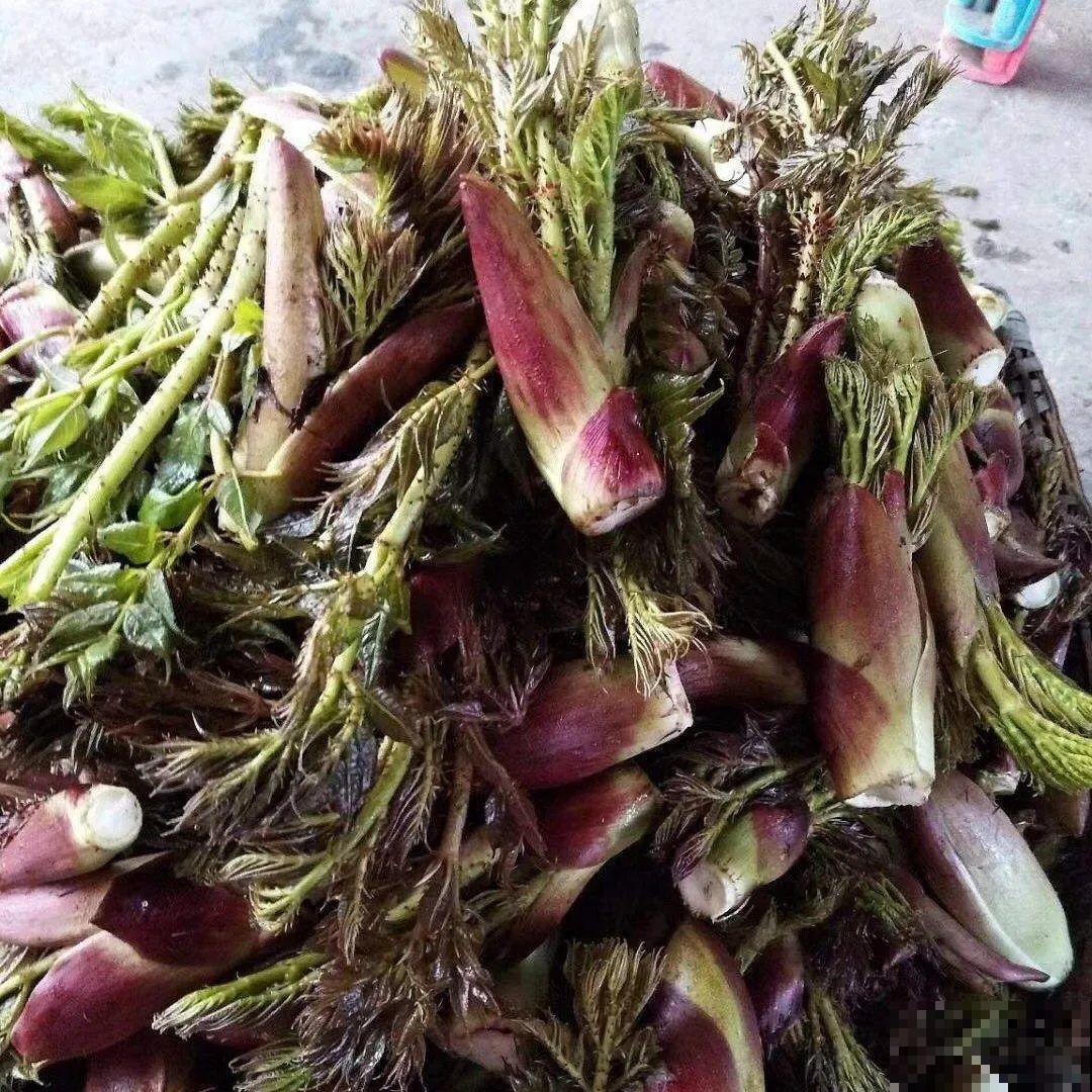 春天的野菜大全,小心辨认,千万别挖错了 春天的野菜大全,小心辨认,千万别挖错了