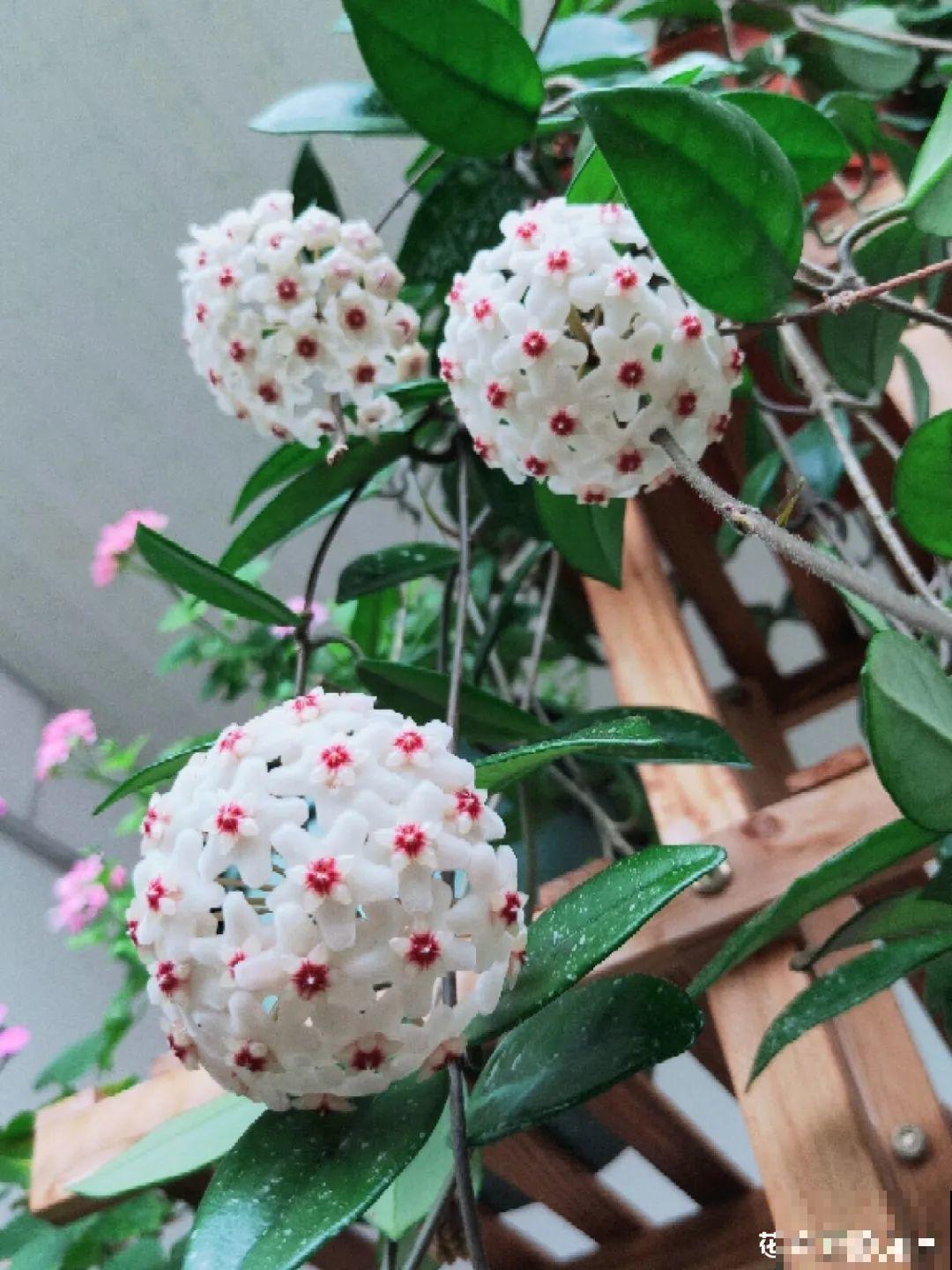 家里养盆香水花,满屋子飘香,还能净化空气 家里养盆香水花,满屋子飘香,还能净化空气