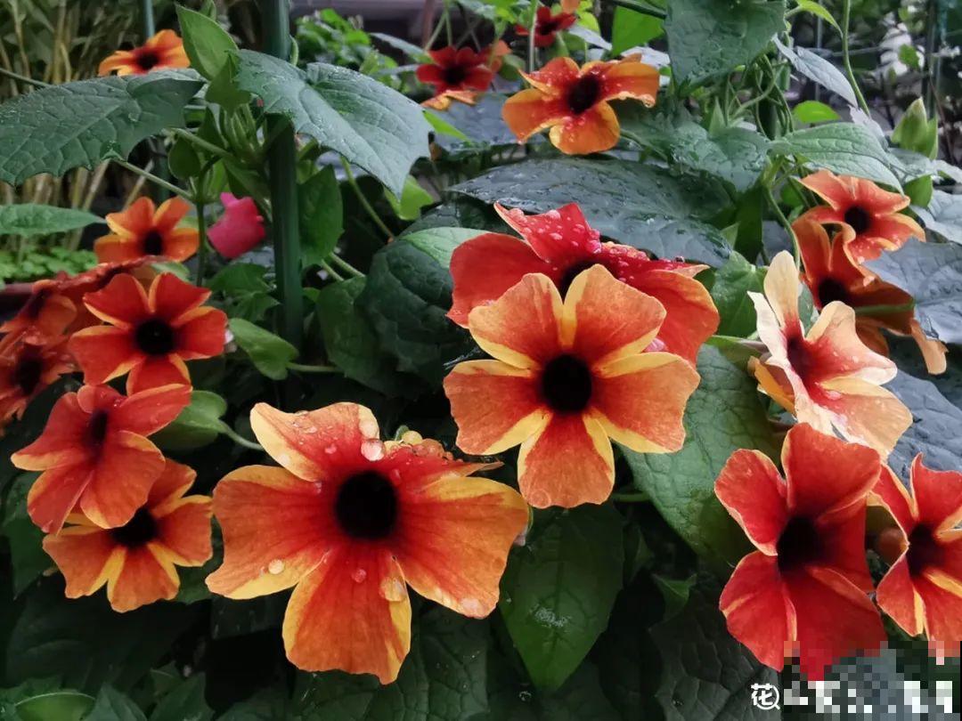 5月出门,收下这份百花图谱,啥花都能叫上名! 5月出门,收下这份百花图谱,啥花都能叫上名!