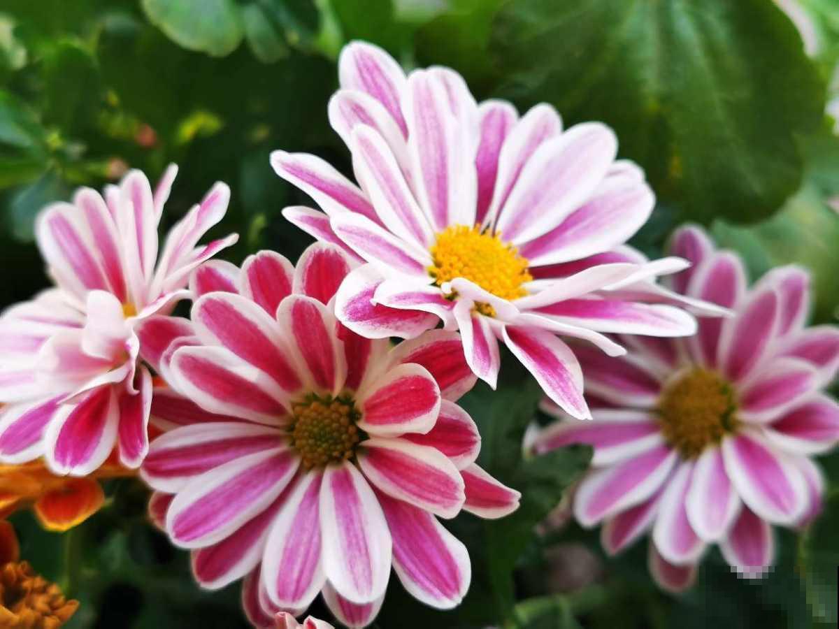 性格中有这4种特性，难养好花，要赶紧改正