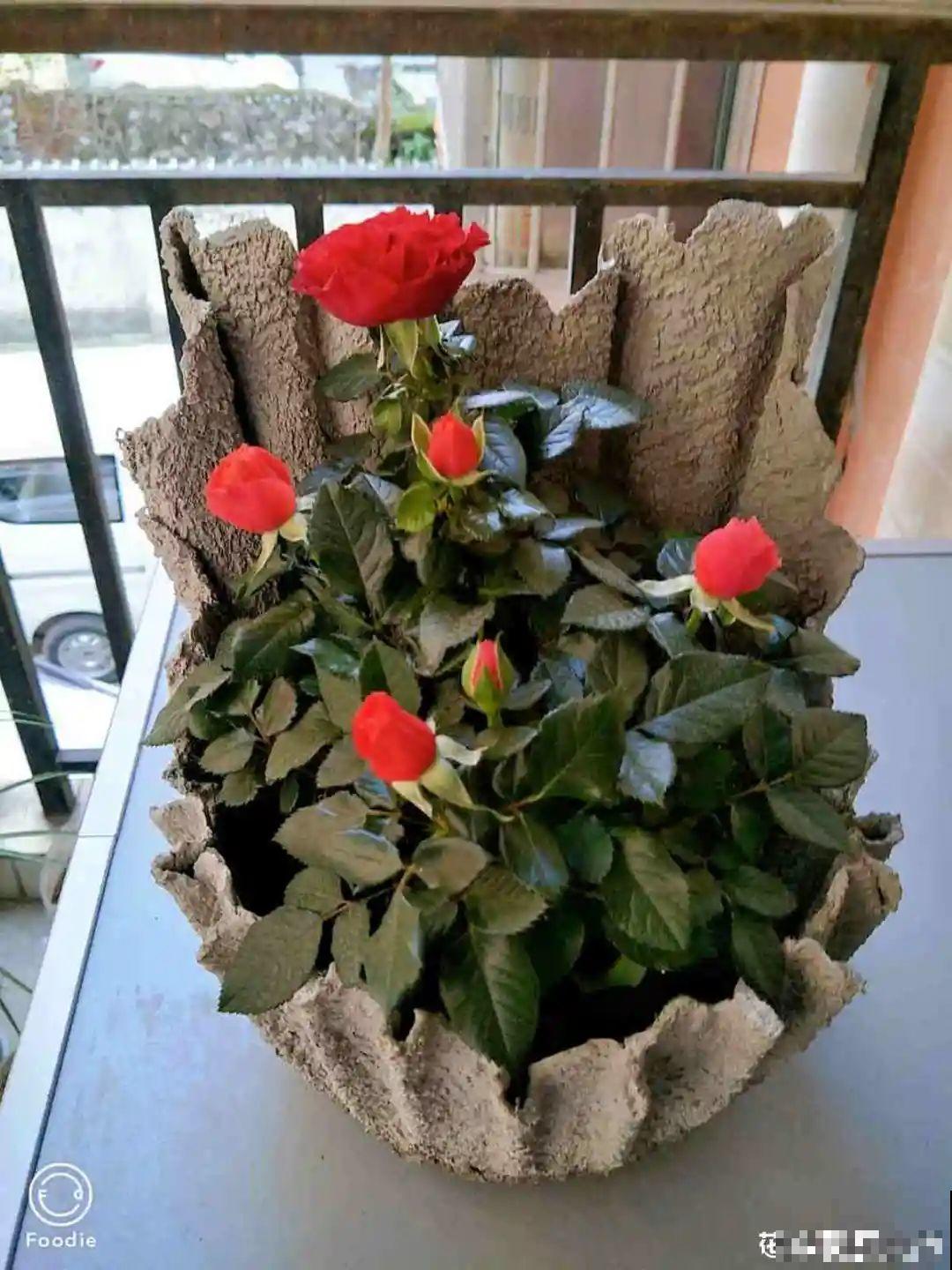 养多肉不用买花盆,只需一些水泥,自己就能DIY做花盆 养多肉不用买花盆,只需一些水泥,自己就能DIY做花盆