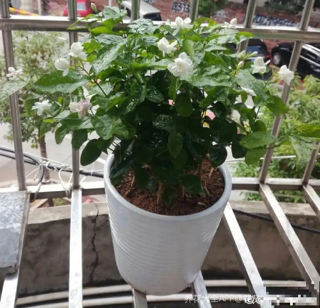 给花浇水掺点白醋，植物根比萝卜还粗，健壮不黄叶