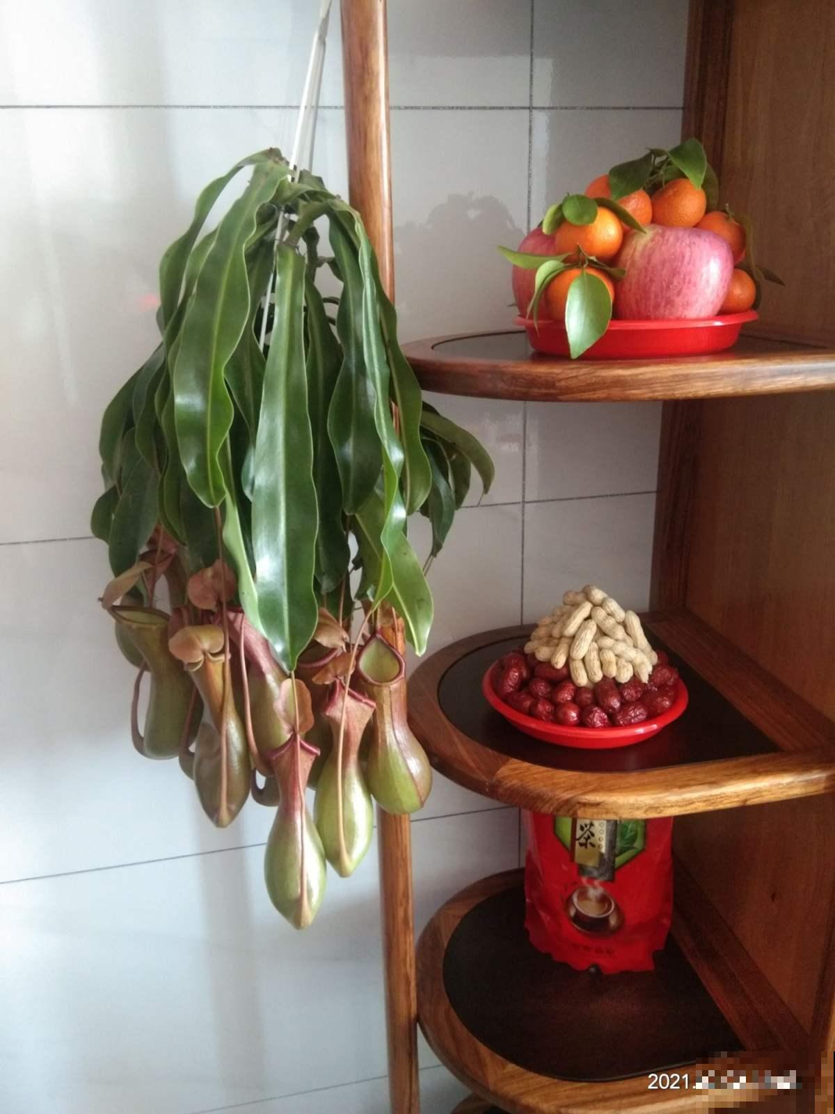 3种能吃虫子的草，每一种都超有特点，春天养正是时候