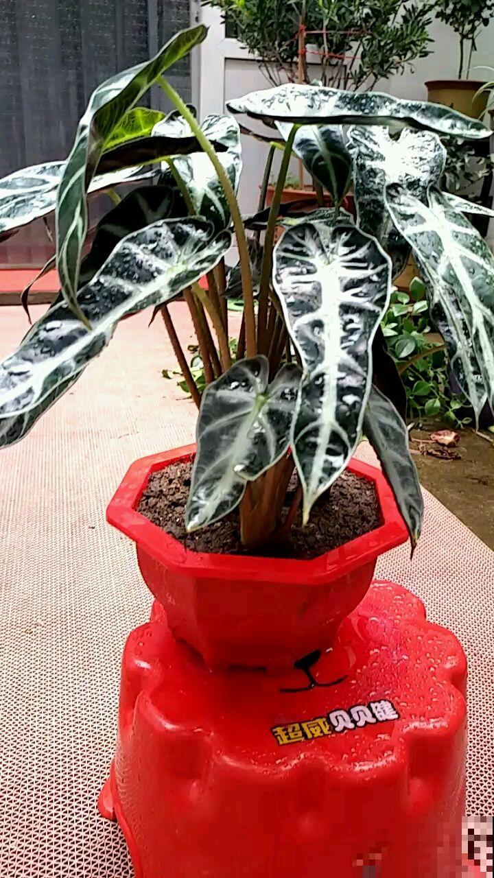 4种花叶子超美，还特别耐阴，看起来特像油画