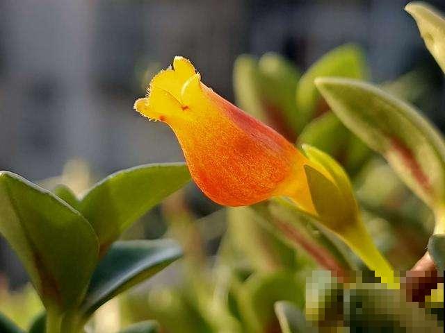 80种常见花卉，读过后，花名难不倒你