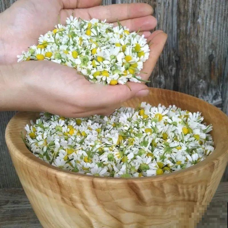 带有苹果香气的菊花，样子十分小清新，摘下来还能泡茶