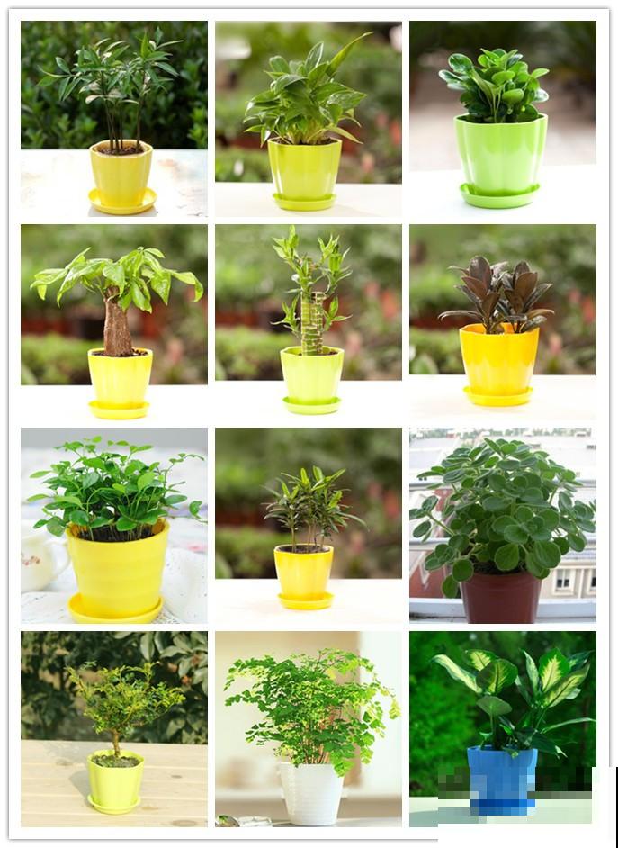 厕所养盆“杀菌花”,净化空气效果好,空气还清新 厕所养盆“杀菌花”,净化空气效果好,空气还清新