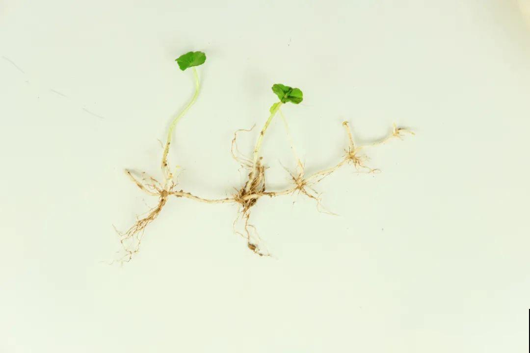 8种花开始慢慢睡醒了， 现在长得正旺，多浇水施肥， 开花更多！