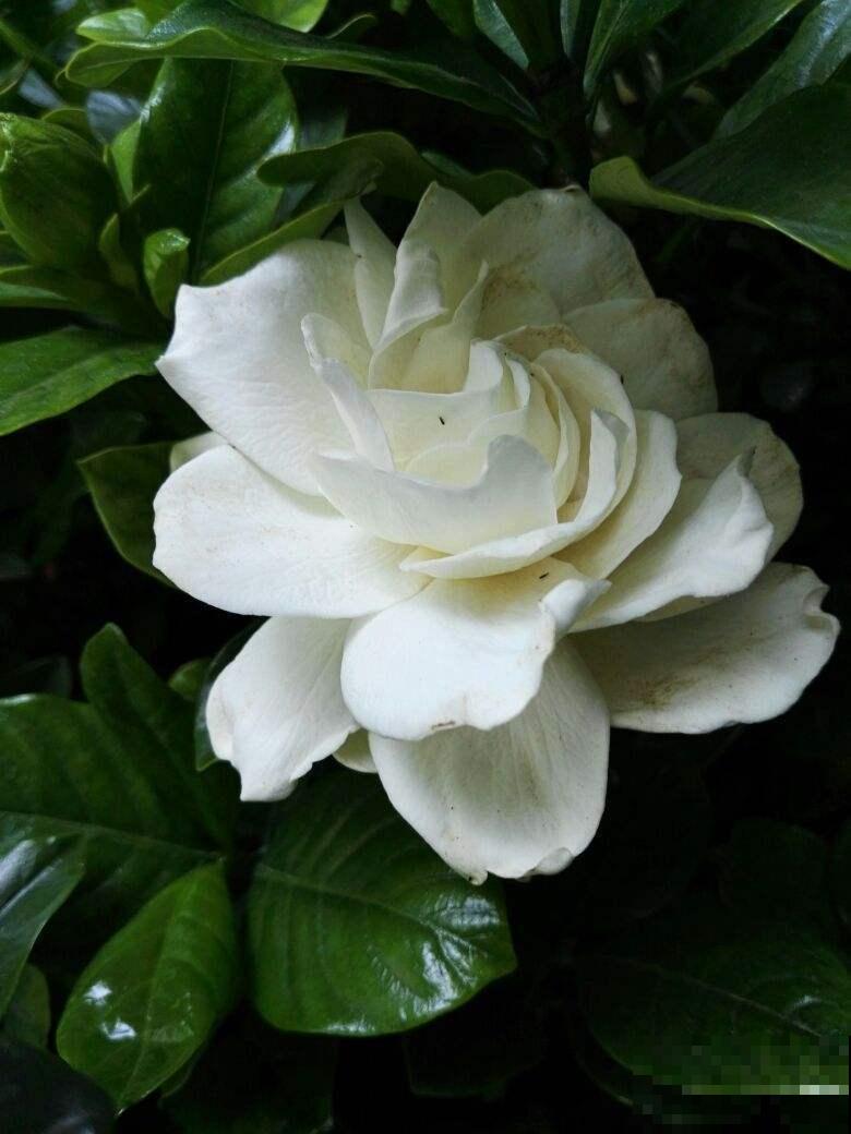 这些花很爱水，天气一热赶紧加水，不然马上黄叶！