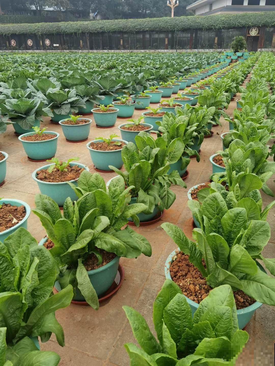 阳台上种菜，多晒太阳多通风，才能长得好