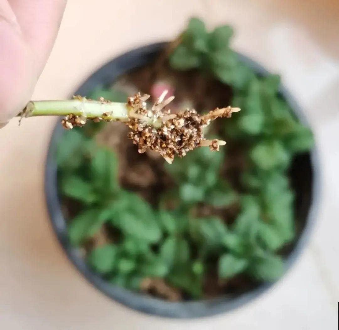 6种花夏天扦插,枝条剁8段、撒土里,3岁小孩都能插活! 6种花夏天扦插,枝条剁8段、撒土里,3岁小孩都能插活!