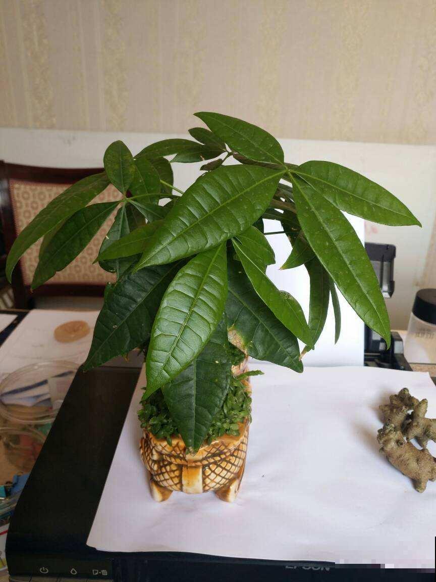 在家养花不如养棵“树”，绿油油的超好看，还能释放氧气