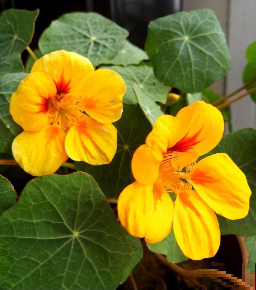 适合新手养的爬藤花，春天养在向阳处，藤条爬满墙