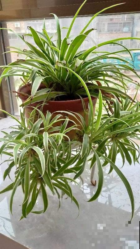 春天给花剃个“平头”，两个月就爆盆，疯长太旺盛