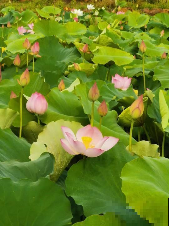 这些花印在人民币上，看看哪朵最有钱，家里赶紧养几盆！