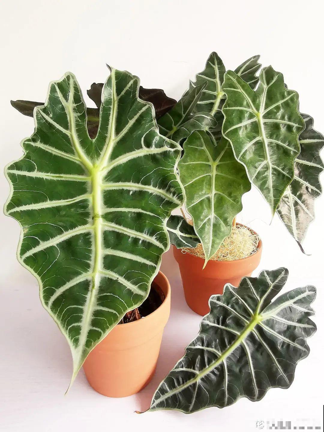 28种耐阴花，没光也能开爆盆，养在家里超有范儿