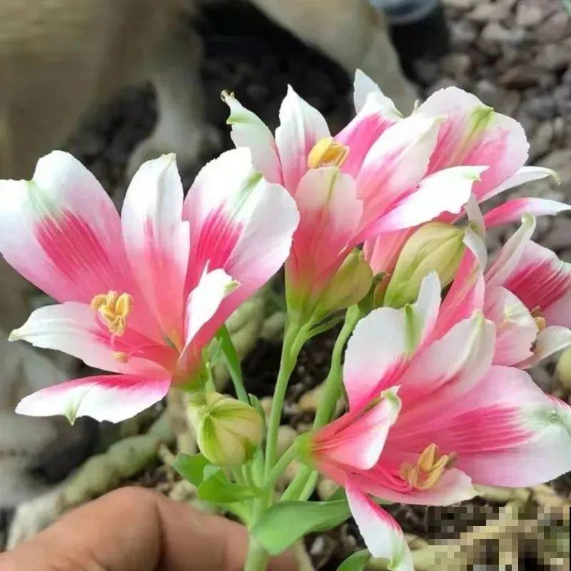 六出花特耐旱，浇水少也能疯长，开花比杜鹃还美